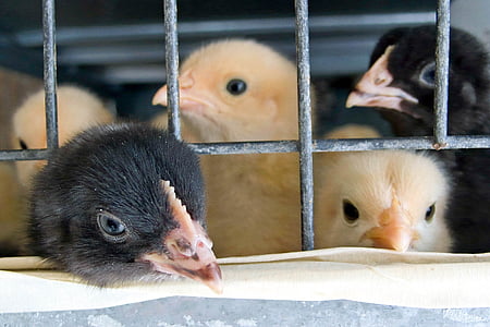 笼子里, 小鸡, 婴儿, 黄色, 黑色, 喙, 鸡