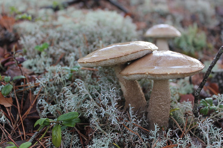 vegetation, mushrooms, brown, hat, cap, edible, growth