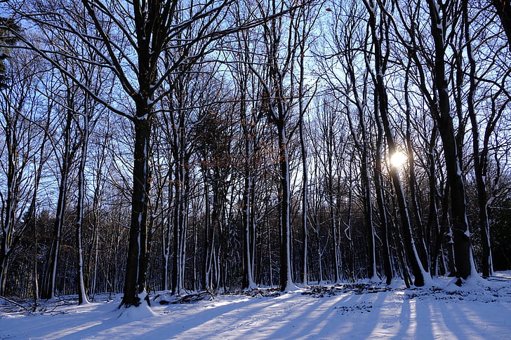 snow, nature, wood, winter, sun, trees, winter landscape