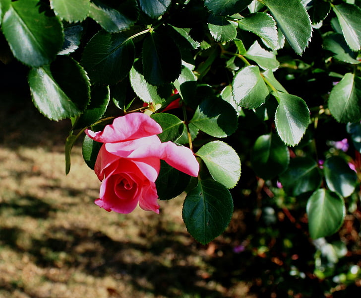 rose, pink, bud, foliage, green, rambler, pretty