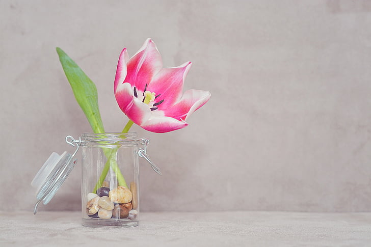 tulip, flower, blossom, bloom, pink white, vase, deco