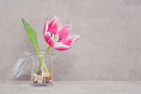 Tulipán, květ, květ, Bloom, růžová bílá, váza, Deco