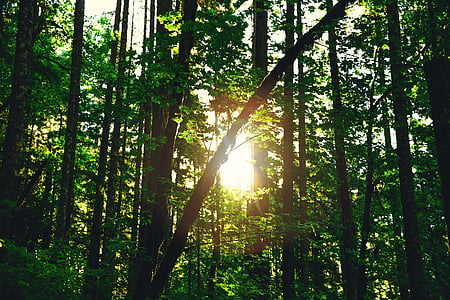 dienas, vide, meža, zaļa, gaisma, daba, ārpus telpām