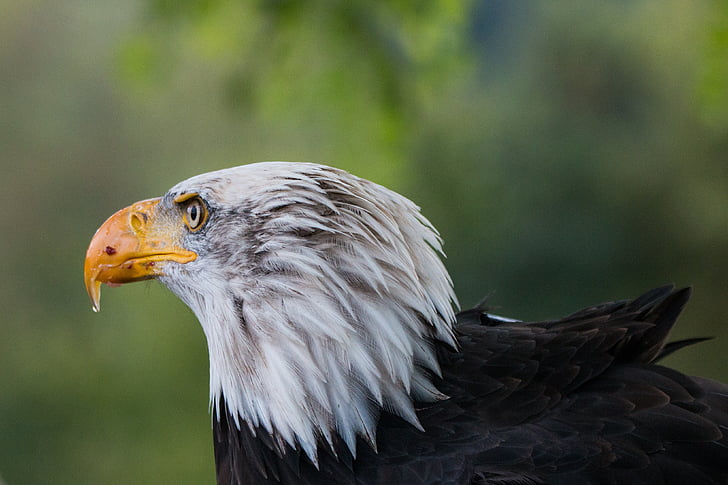 Bald eagle, Haliaeetus leucocephalus, Adler, Raptor, rovfugl, fugl, fjer
