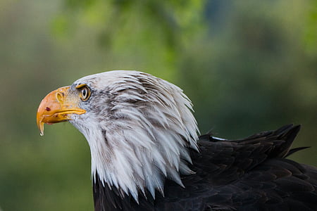 φαλακρός αετός, σπάνιο leucocephalus, Adler, Raptor, πουλί της λείας, πουλί, φτερό