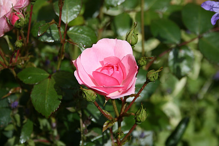 Rosa, blomma, ökade, trädgård, attraktiva, växande, blomsterrabatt