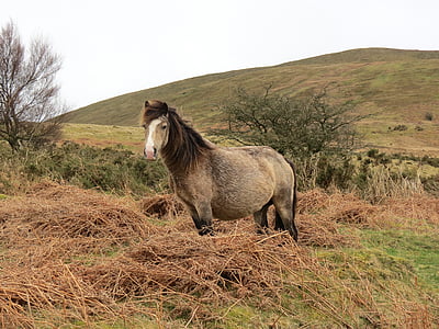 лошадь, на склоне, трава, выпас скота, пастбище, пейзаж, животное