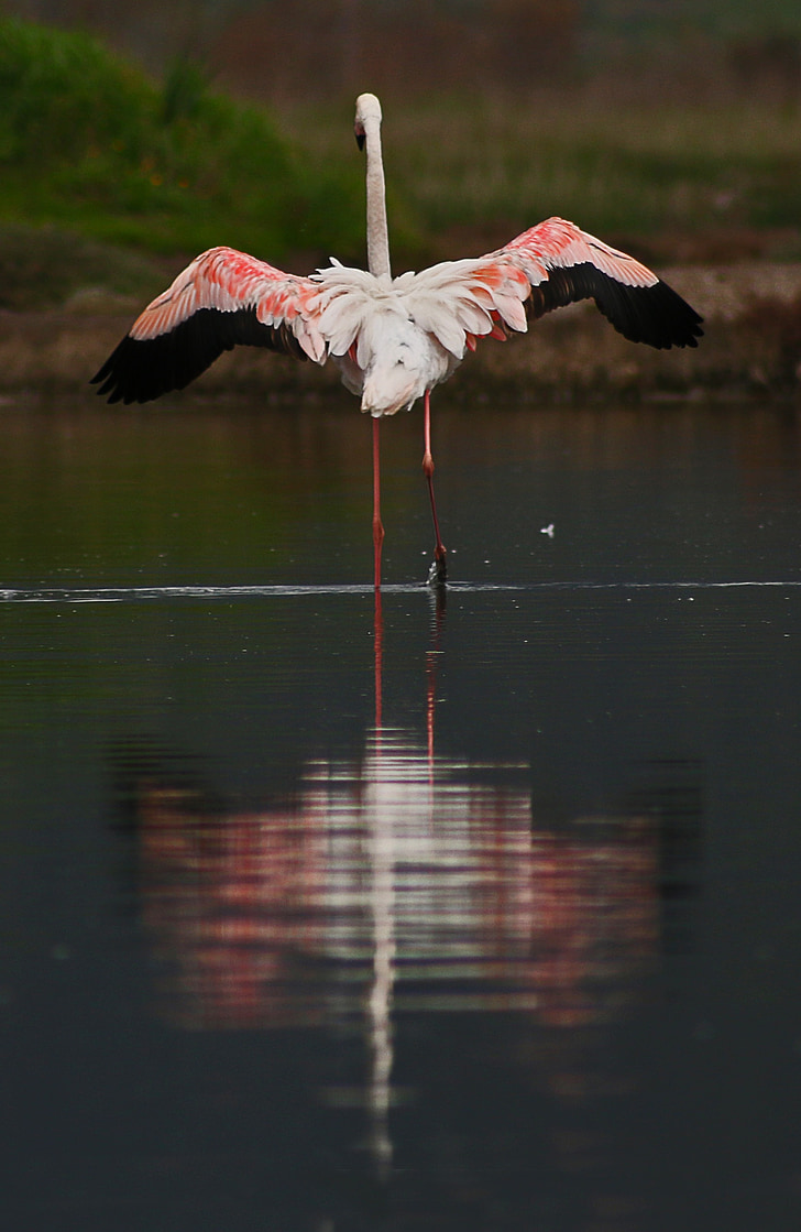 Flamingo, Izmir, pták, růžová, jezero