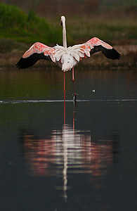 Flamingo, Izmir, lintu, vaaleanpunainen, Lake