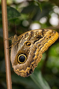 papillon, papillon hibou, Edelfalter, Nymphalidae