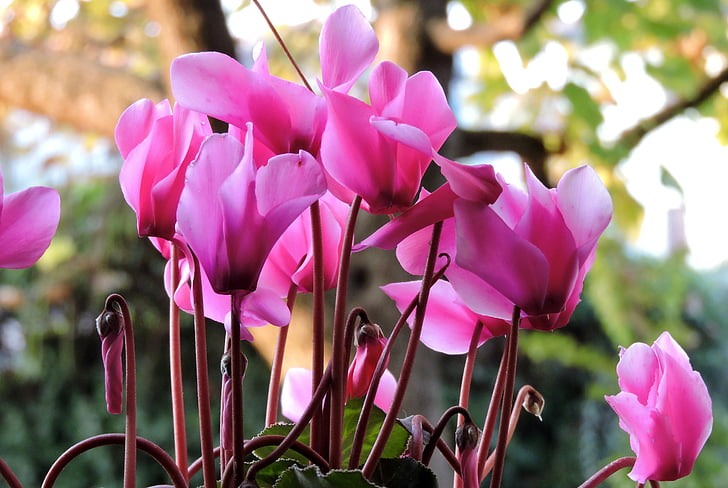 cyclamen, flower, pink, nature