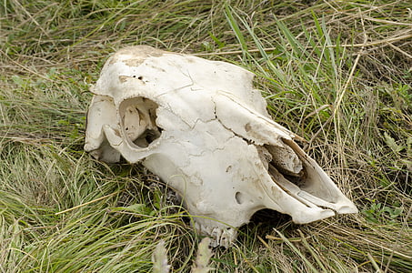 skull, cow, head, dead animal, bone