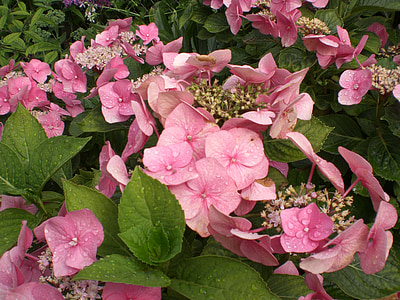 hydrangea, flower, blossom, bloom, hortensis, ornamental shrub, flowering plant