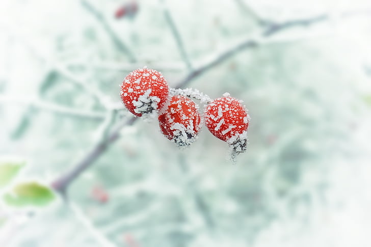 winter, frost, snow, nature, red, season, branch