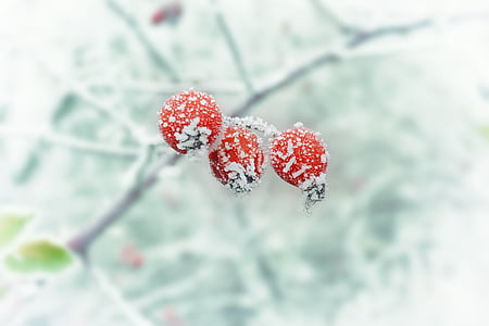 invierno, Frost, nieve, naturaleza, rojo, temporada, rama