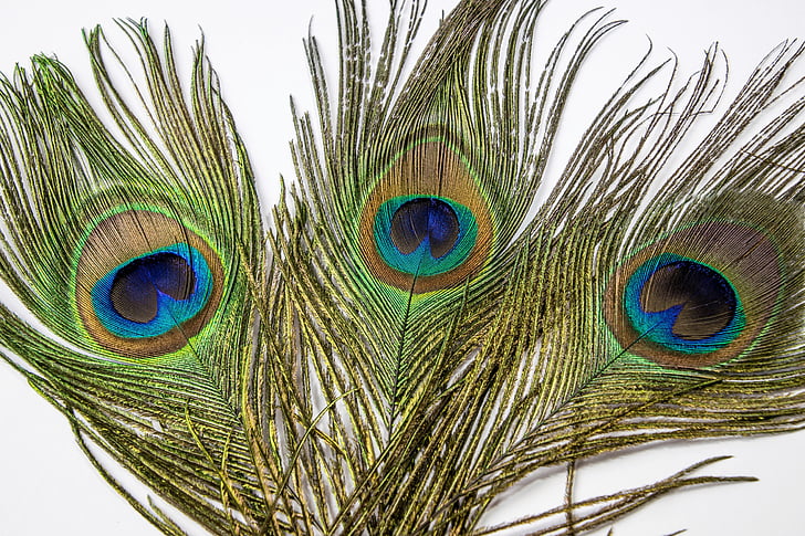 paabulind, Feather, silma, Peacock sulgede, sulestiku, Värviline, lind