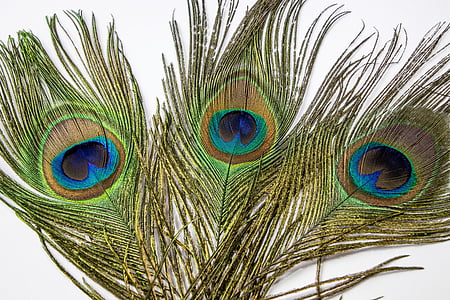 Peacock, veer, oog, Peacock feather, verenkleed, kleurrijke, vogel