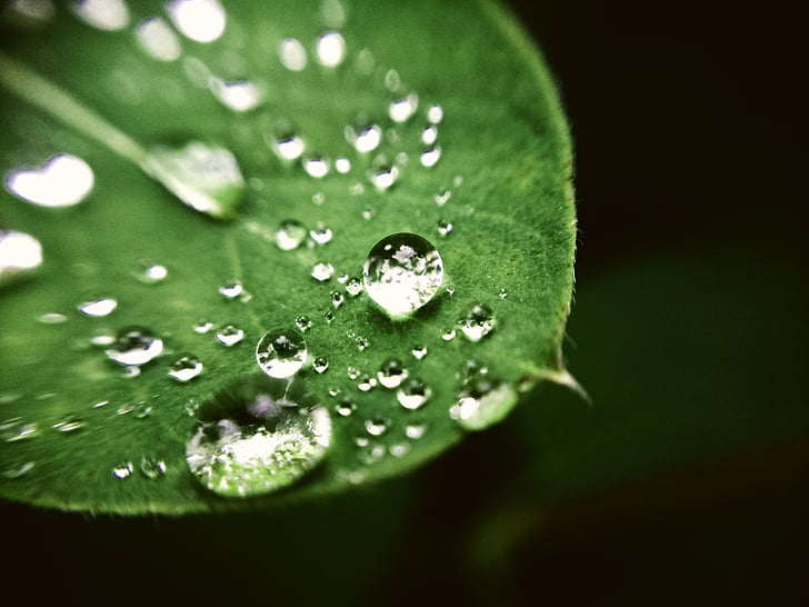 kapanje, kiša, vode, kapljica kiše, kap vode, priroda, zelena