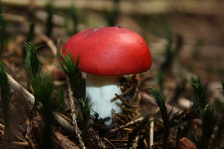 houby, podzim, Les, Příroda, houby, sezóny, detail