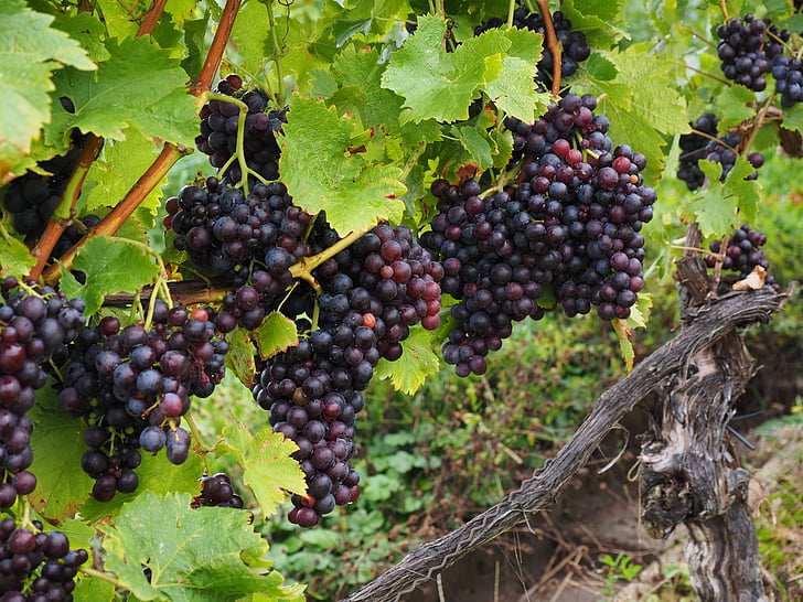 grožđe, bobice, vino bobice, plava, mahuna, vinova loza, Vitis