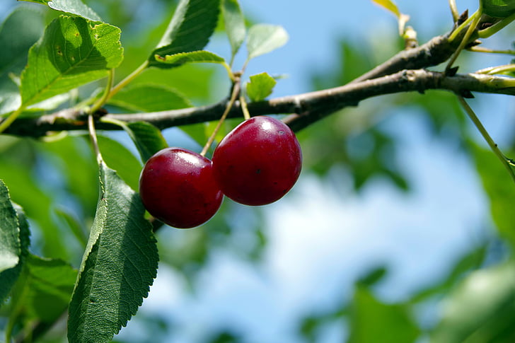 cherry, cherries, fruit, tree, branch, sprig, health