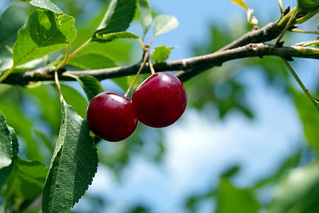 čerešňa, čerešne, ovocie, strom, pobočka, vetvička, zdravie