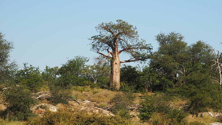 fák, táj, növények, Baobab, Afrika, természet