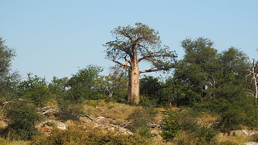 puut, maisema, kasvit, Baobab, Afrikka, Luonto