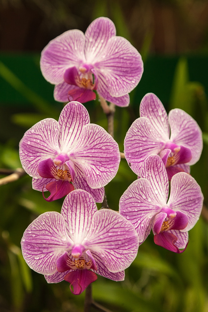 Orchid, blomma, naturen