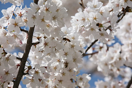 flor del cirerer, abril, primavera, flors, natura, plantes, flors de primavera