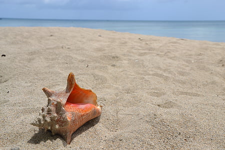 shell, sand, beach, sea, holiday, nature, summer