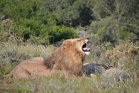 León, rugido, naturaleza, Safari, África, animal salvaje, gato