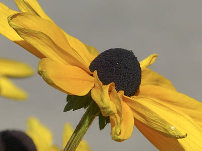 flor de con, gira-sol, planta, natura, groc, macro, close-up