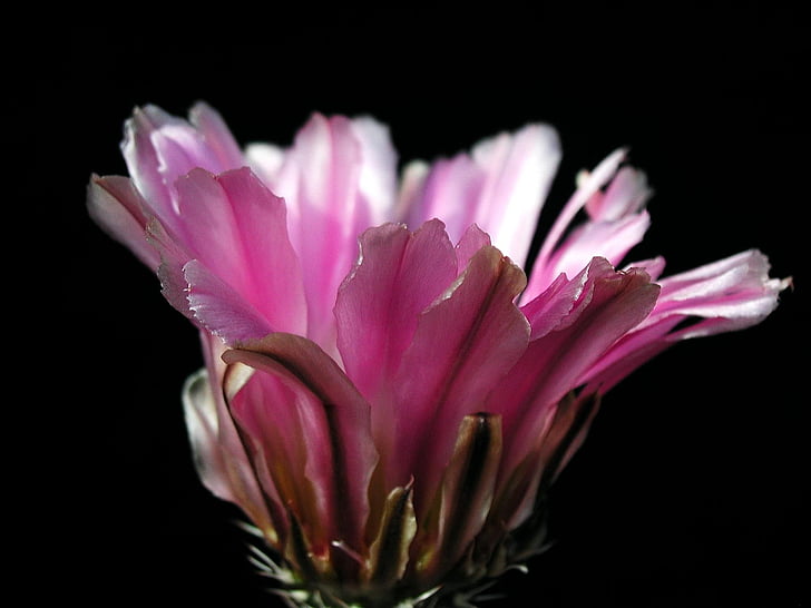 cactus, flor, planta, flor, natura, desert de, floració