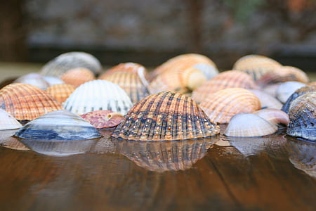 conchas, mar, oceano, natureza, concha do mar, concha do mar, praia