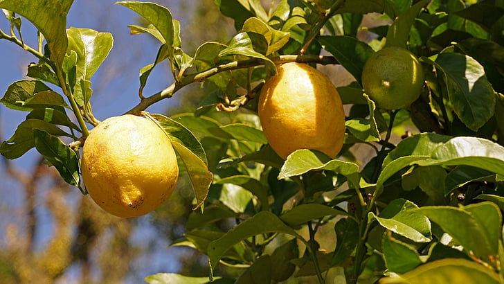 лимони, лимоново дърво, цитрусови плодове, плодове, кисел, витамини, зрели