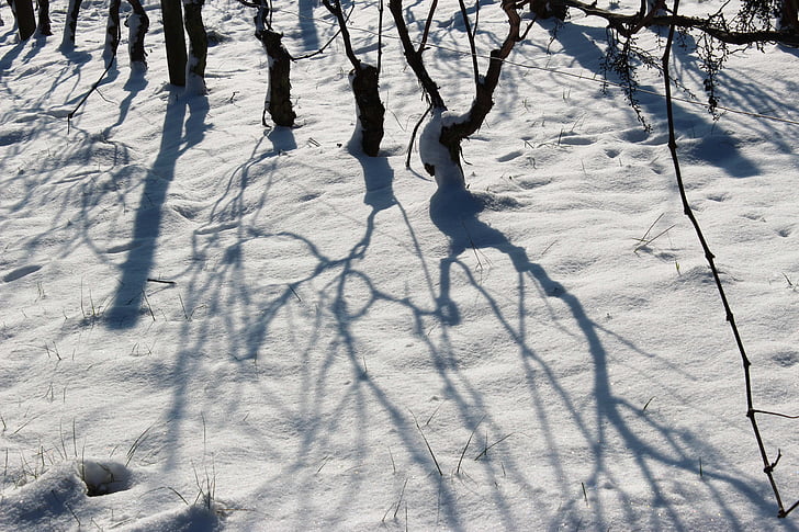 Weinberge, Schnee, Schatten, Winter, Rebe