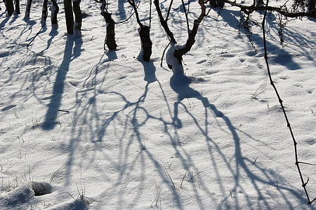vineyards, snow, shadow, winter, vine