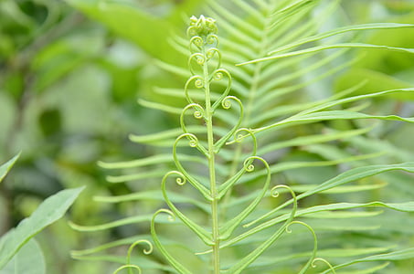 fern, plant, heart, green, nature, leaf, close-up
