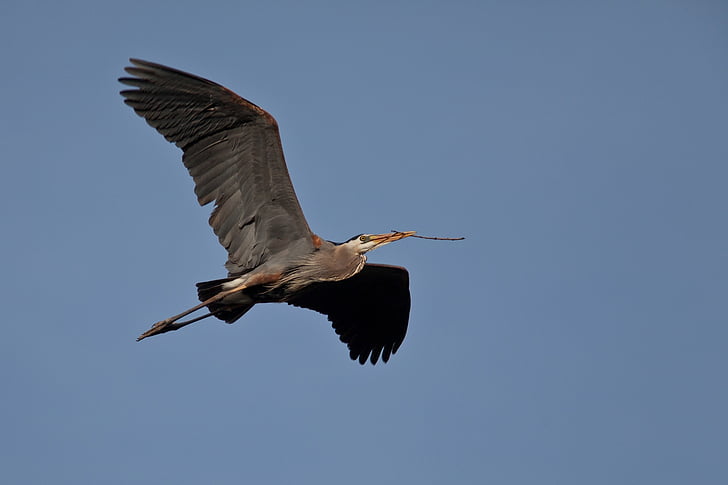 great blue heron, flying, bird, wild, beak, neck, sky