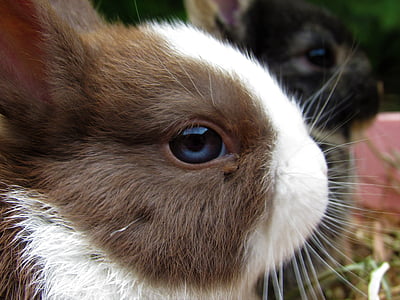 konijn, Netherland dwerg, schattig, schattig