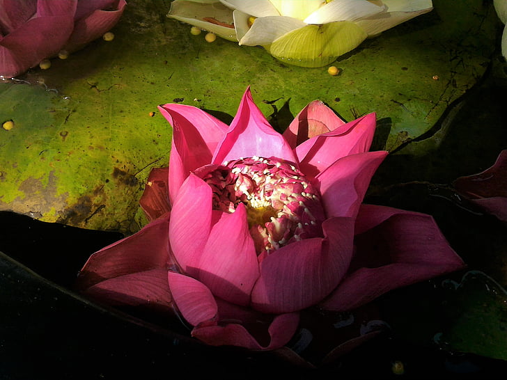 fiori, Lotus, verde, rosa, loto bianco, loto dentellare, acqua