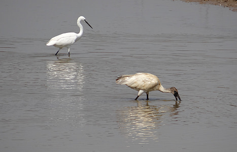 ibis, white ibis, egret, bird, wildlife, fauna, feeding