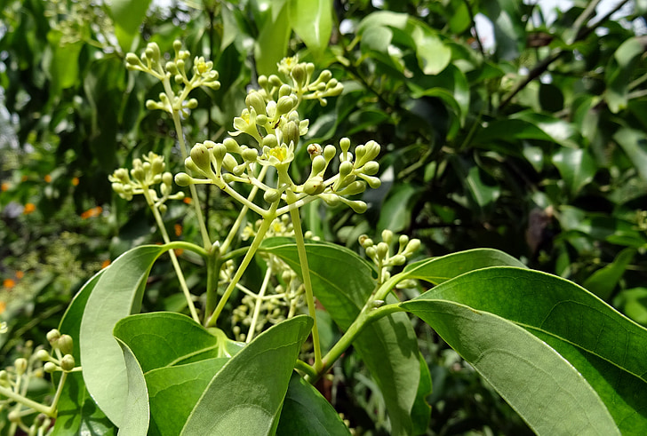 folha de louro indiana, canela, Cinnamomum tamala, Cinnamomum verum, árvore, especiaria, folhas