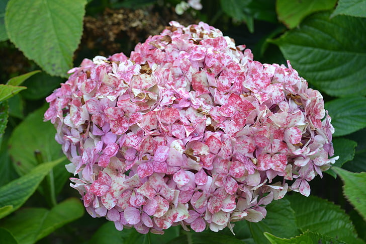 hortensia, withered, flower