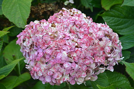 Hortensia, μαραμένα, λουλούδι
