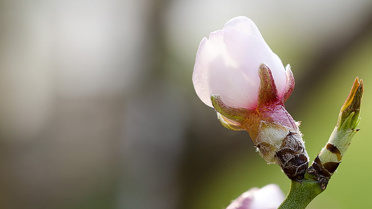 mandlový květ, jaro, Fotografie
