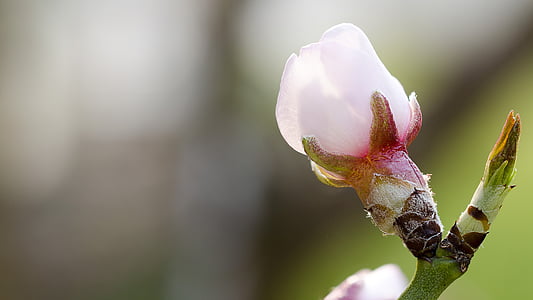 Mandľový kvet, jar, Fotografie