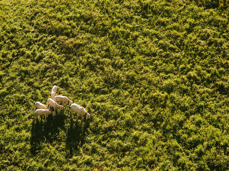 fåren, äng, Flygfoto, Drone, Vall, betesmark, sommar