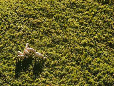 sheep, meadow, aerial view, drone, dike, pasture, summer